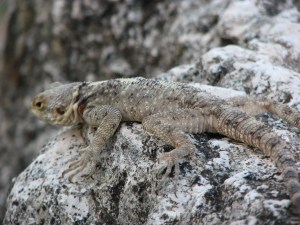 One of the many lizards who still call Apamea home