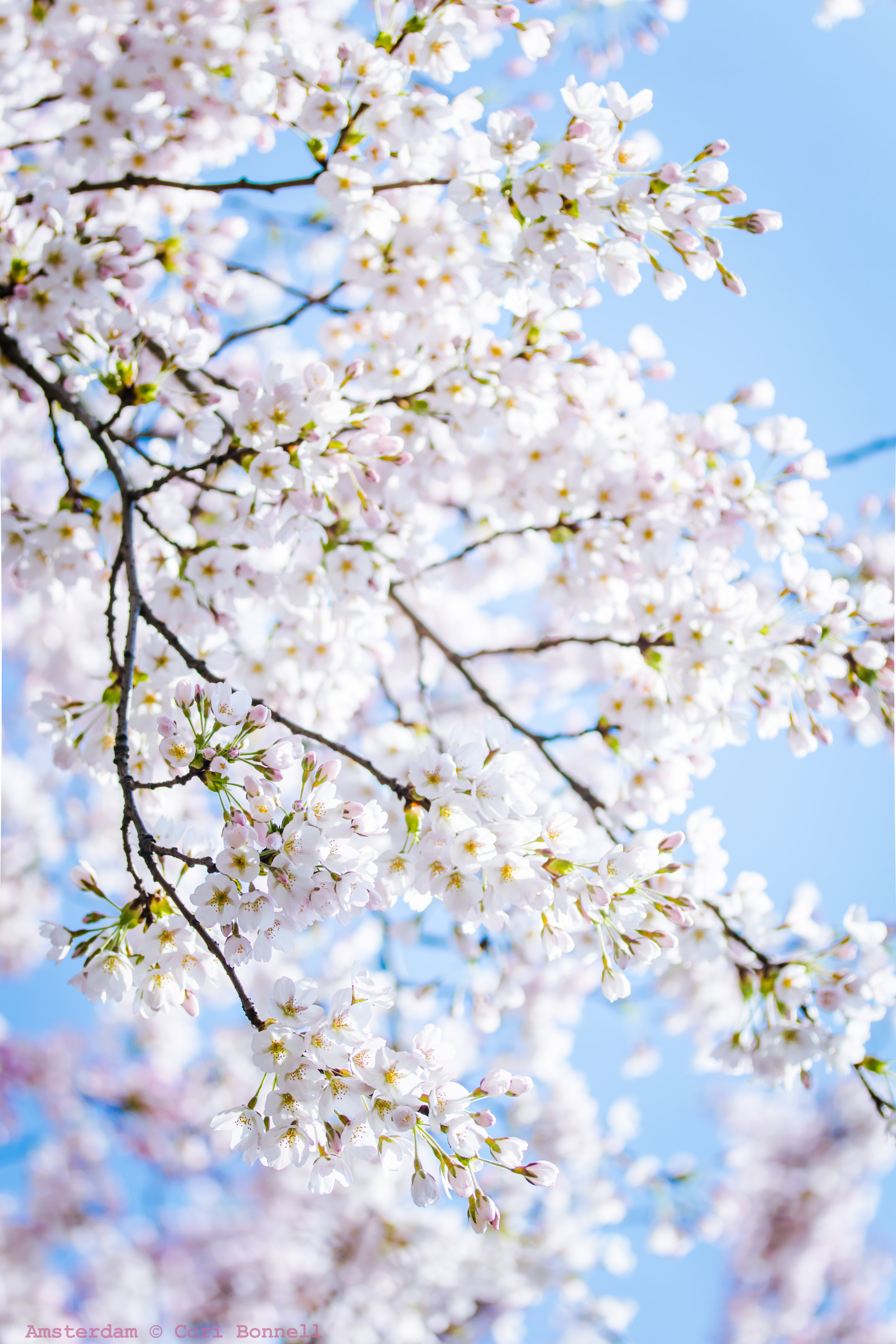 Sakura in Westerpark - Amsterdam27-03-2017&nbsp;1/800 sec @f/8 ISO 100,Canon Macro 60mm Lens, post-production in Lightroom