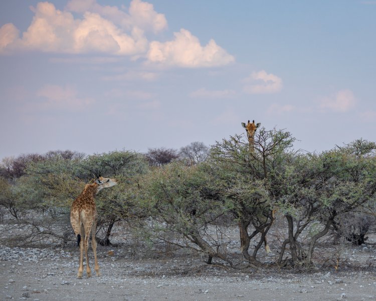 Giraffes3Etosha.jpg