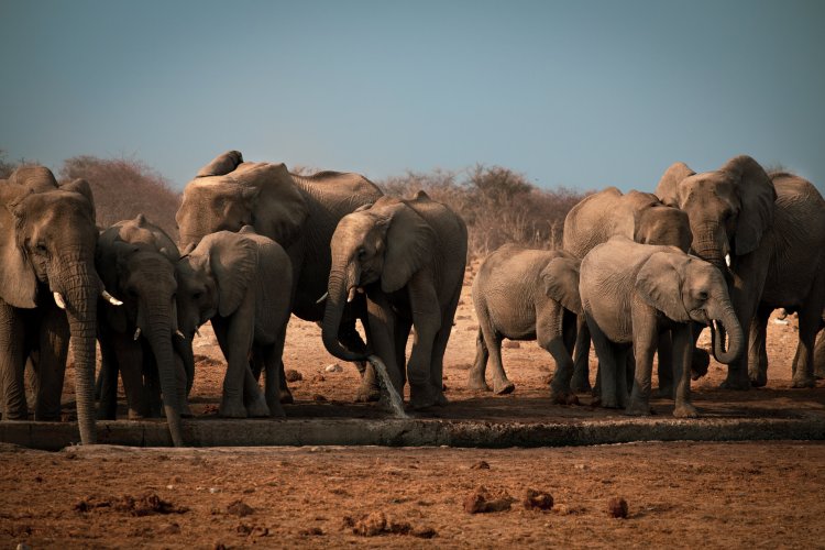ElephantsEtosha.jpg