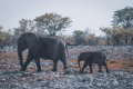 Elephants2Etosha.jpg