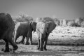 Elephant3Etosha.jpg