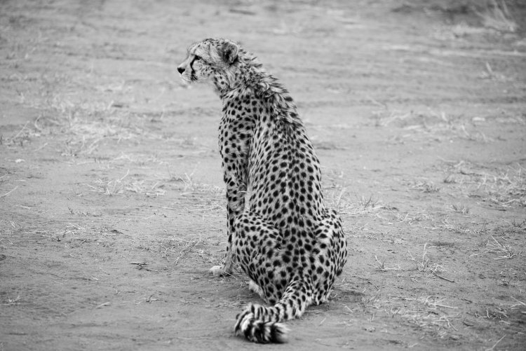 CheetahOkonjima5.jpg