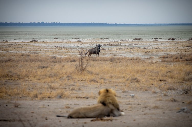 LionWildebeastEtosha.jpg