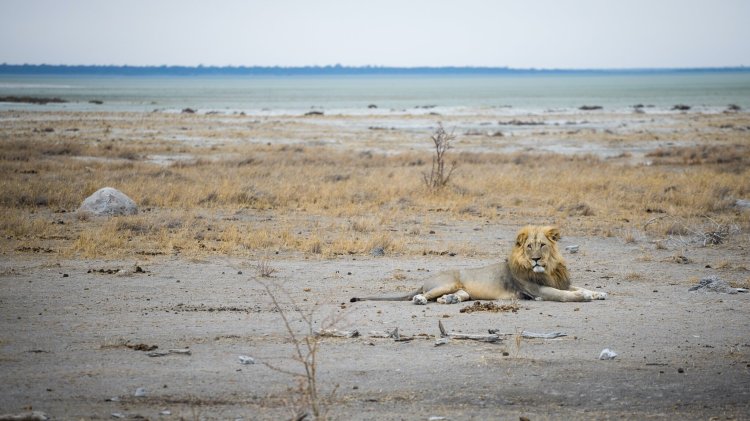 MaleLion3Etosha.jpg